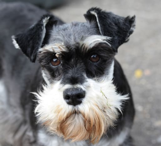 different types of schnauzers