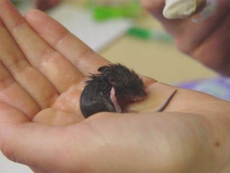 How To Care For Baby Mice Pethelpful By Fellow Animal Lovers And Experts