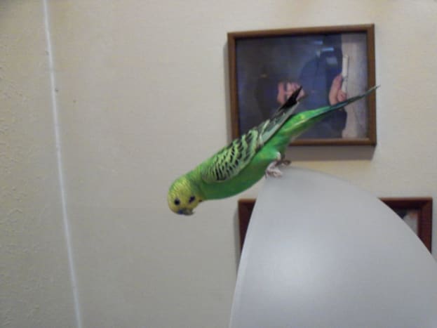 introducing a new parakeet