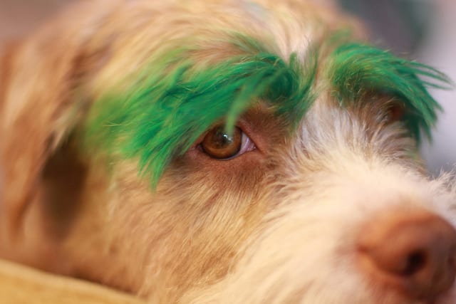kool aid dog hair dye