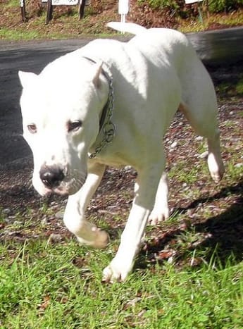 cane corso vs dogo argentino