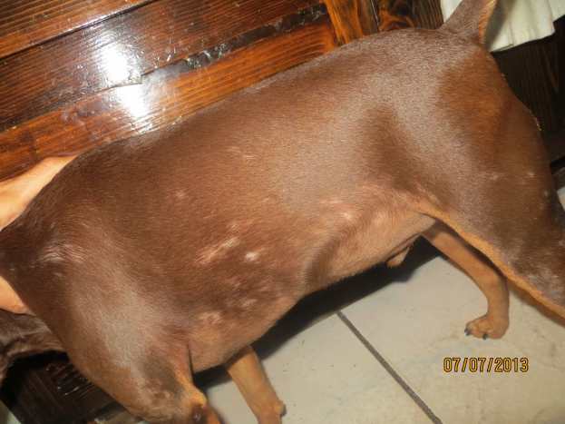 miniature pinscher mange