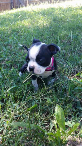boston terrier long tail