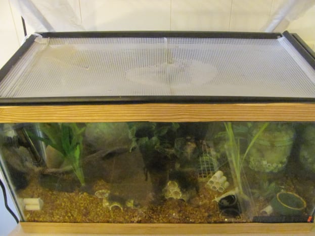 plastic aquarium tank