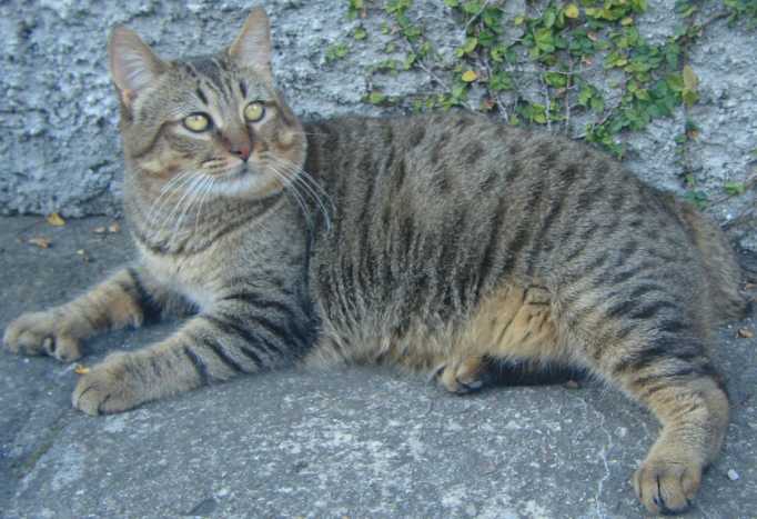 cats that look like white tigers