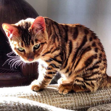 pet cat looks like leopard