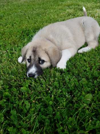 Anatolian Shepherd Great Pyrenees Cross Make Great Livestock Guard Dogs Pethelpful By Fellow Animal Lovers And Experts