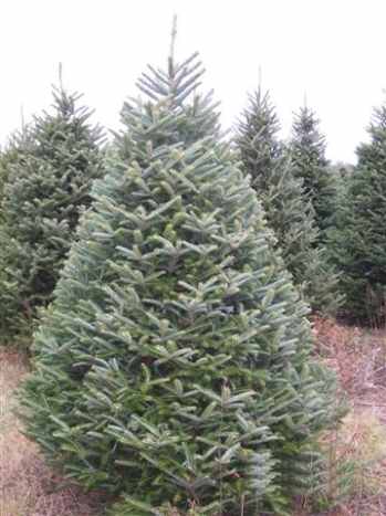 Types Of Christmas Trees Holidappy Celebrations