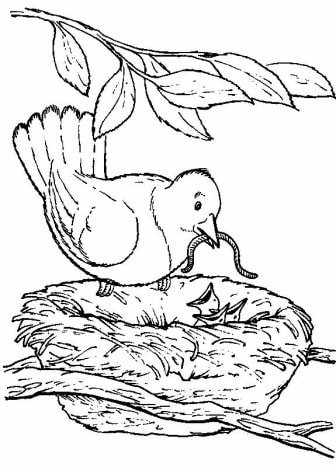 backyard animals and nature coloring books free coloring