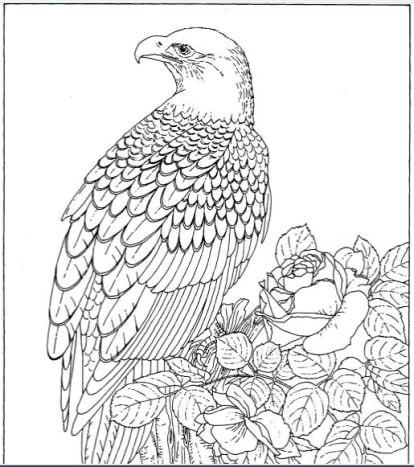 Backyard Animals And Nature Coloring Books Free Coloring Pages - HubPages Backyard Animals And Nature Coloring Books Free Coloring Pages - HubPages