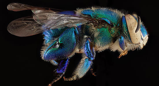 blue bee looking bug