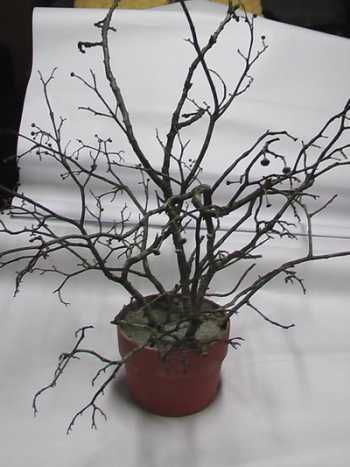 majesty palm indoor plant 10in Majesty Palm main image 0