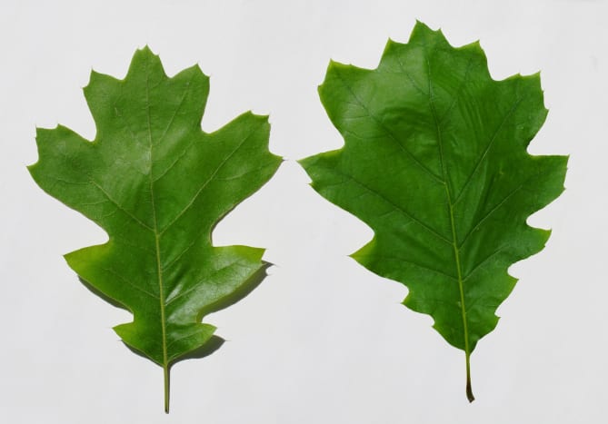 michigan tree leaf guide