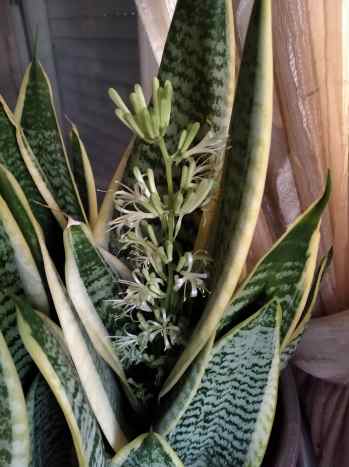 wall hanging succulent plants Barbara King Hanging Succulent Wall Art with Lights  Barbara King Home and  Garden