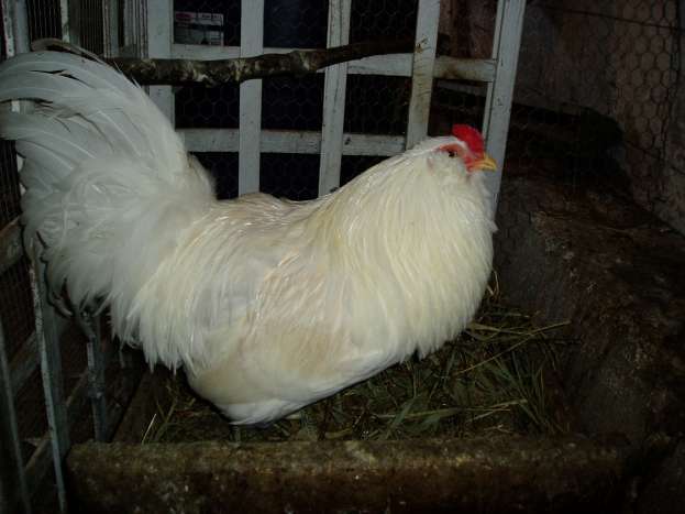 Ameraucana Chickens and Easter Egg Chickens - PetHelpful - By fellow