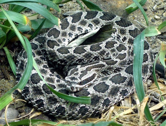 The Many Venomous Snakes Of The Midwest - Owlcation - Education