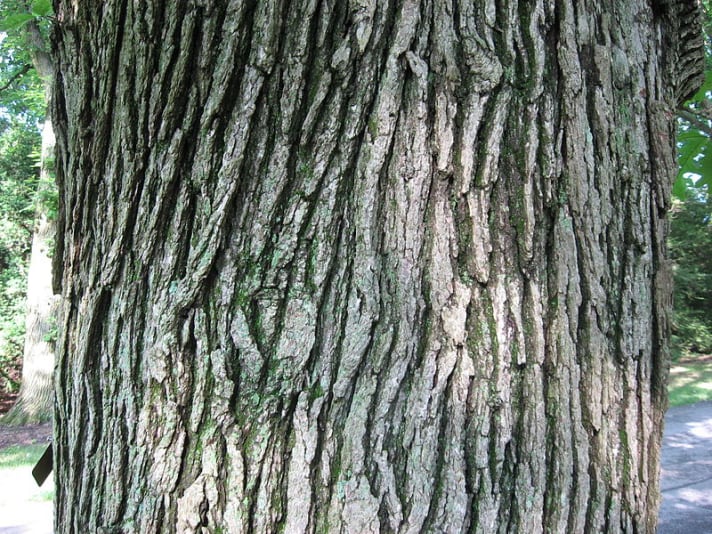 Types Of Oak Trees With Pictures Of Bark 