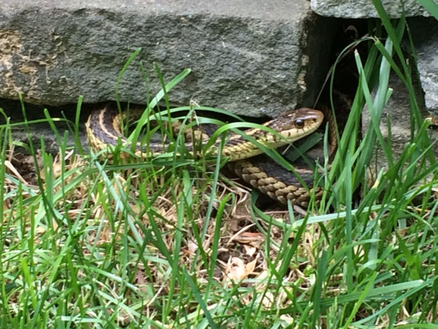 The Snakes In Our Gardens (toads And Salamanders Too) - Pethelpful