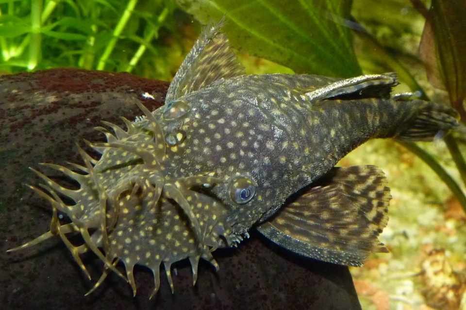 Types of Freshwater Catfish for Aquariums PetHelpful