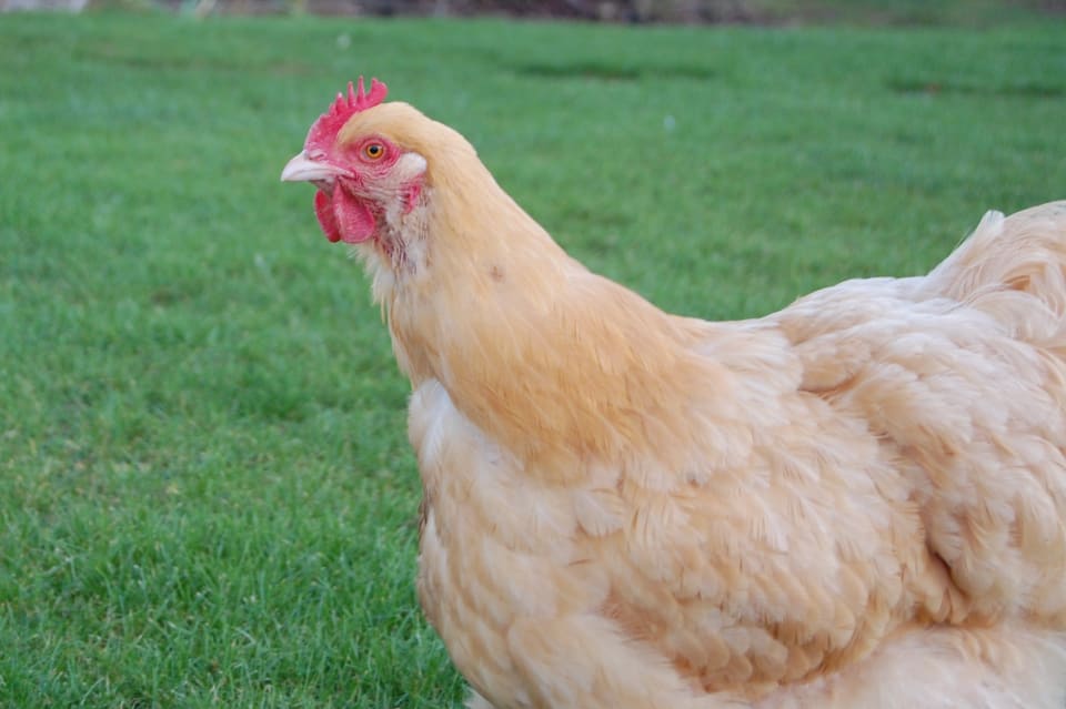 The Best Backyard Chicken Breeds - The Best BackyarD Chicken BreeDs