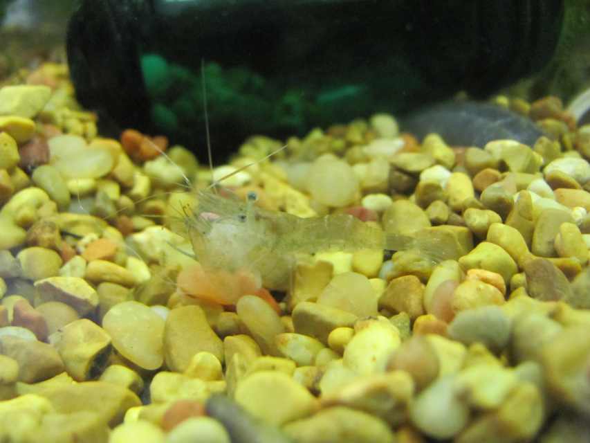 How to Care for Cajun Dwarf Crayfish (Cambarellus shufeldtii) PetHelpful