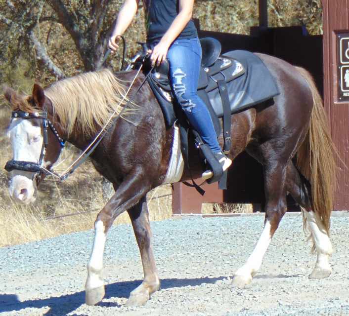 How to Stop a Horse From Bucking PetHelpful By fellow animal lovers