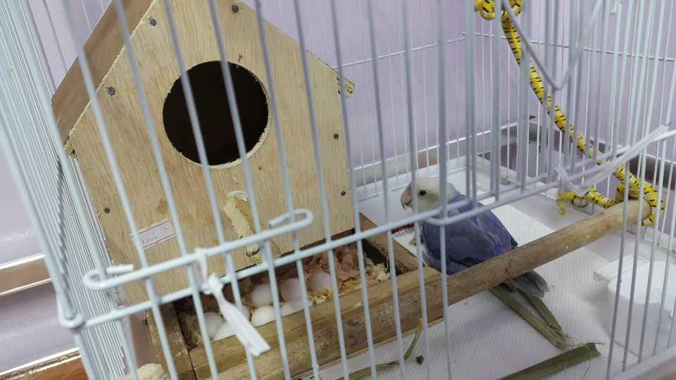 Lovebirds' EggLaying Process A Personal Experience PetHelpful By