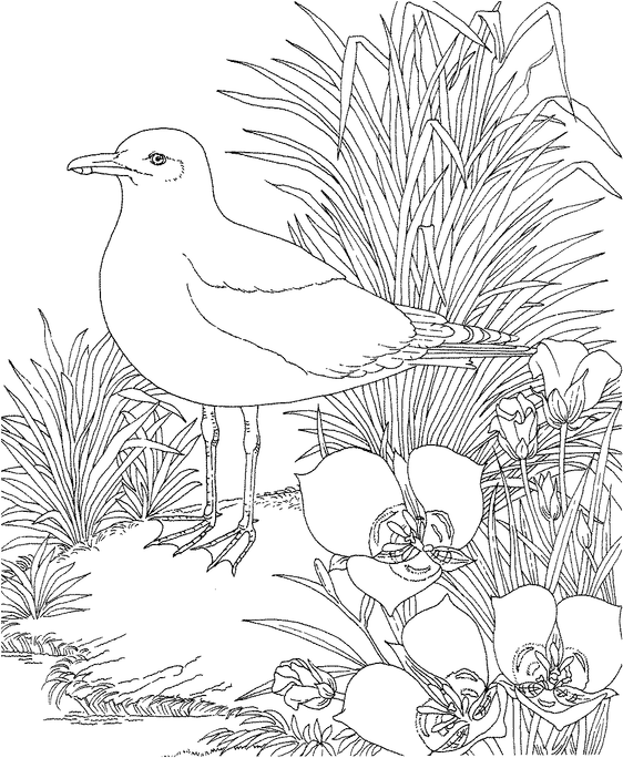 Backyard Animals and Nature Coloring Books Free Coloring Pages HubPages