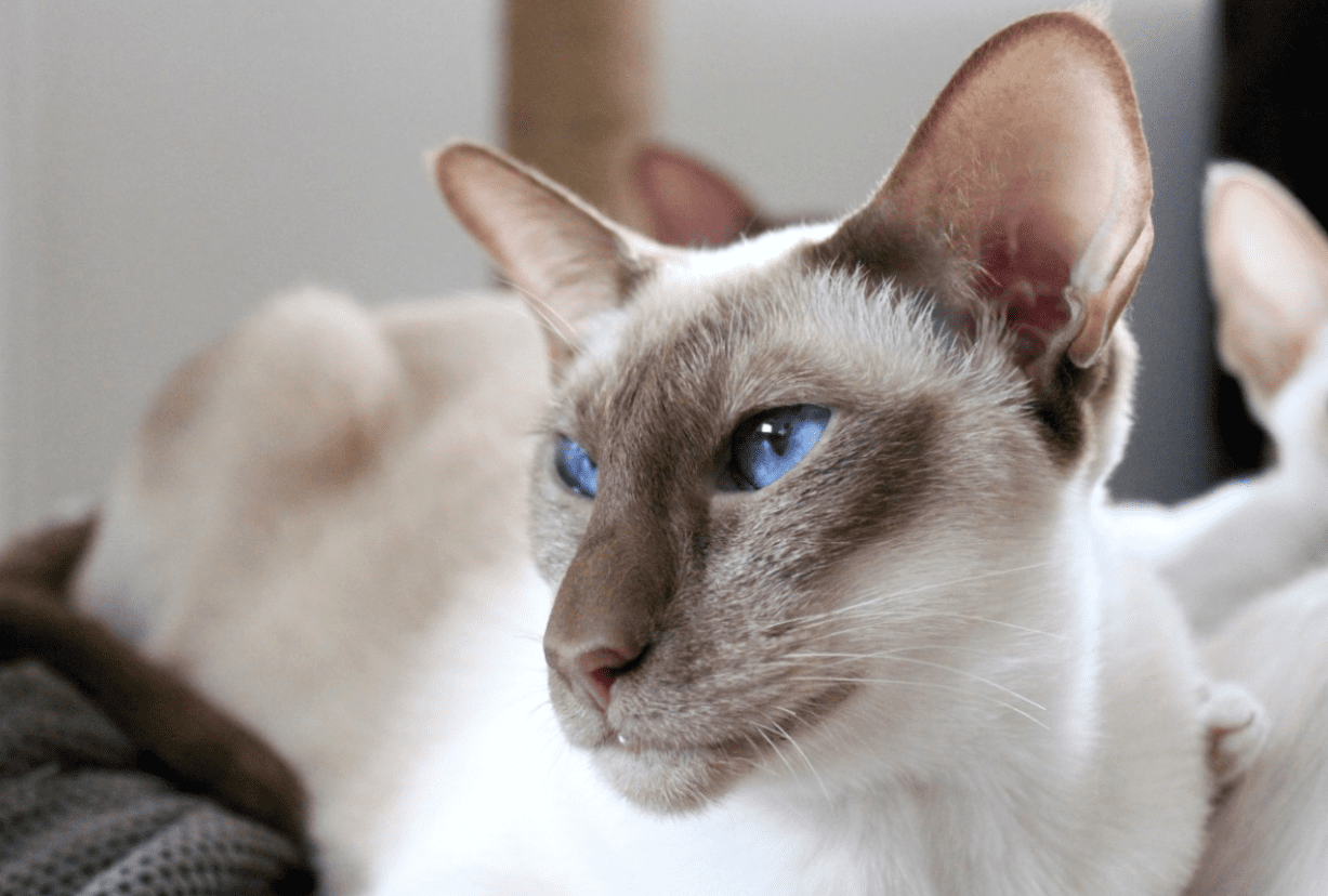 14 Best Hypoallergenic Cat Breeds For People With Allergies - PetHelpful