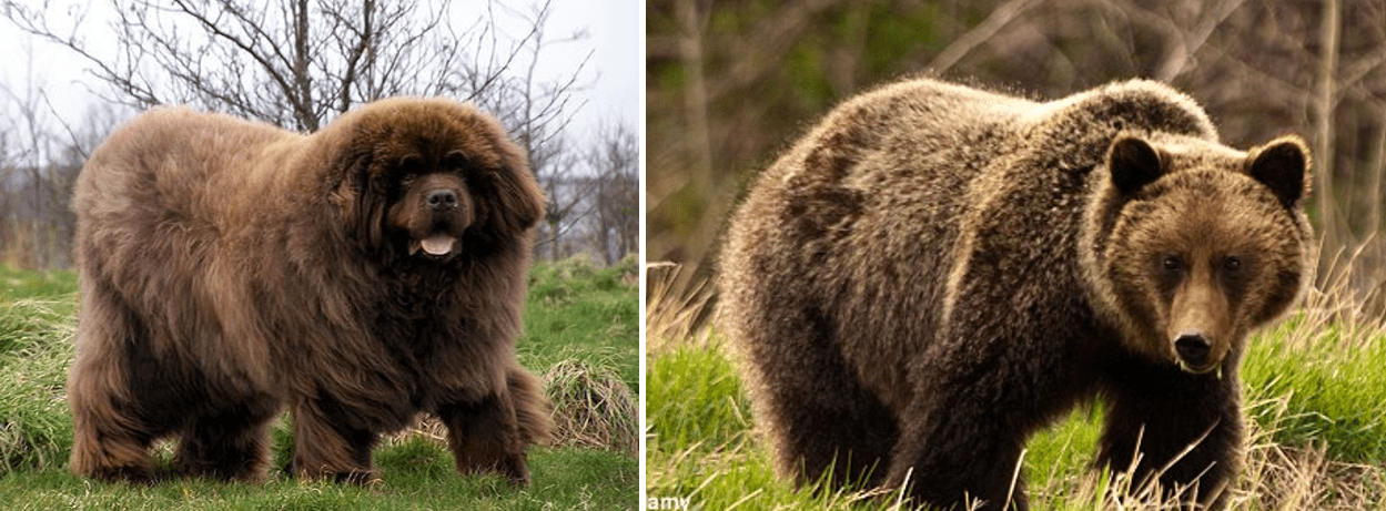 Big dog big bear. Большие собаки похожие на медведей. Большая лохматая собака похожая на медведя. Большая лохматая собака порода похожа на медведя. Американская собака похожая на медведя.