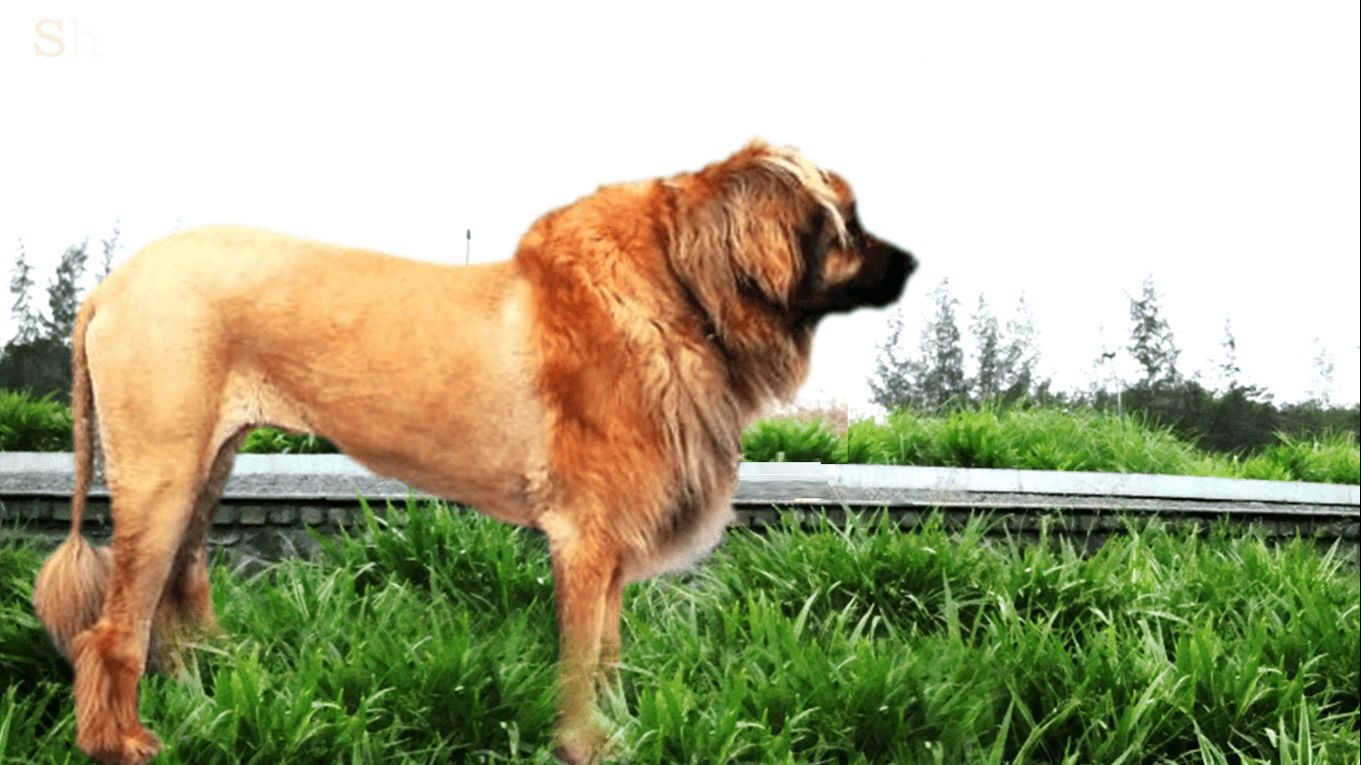it does not befit the lion to answer the dogs it does not befit the lion to answer the dogs