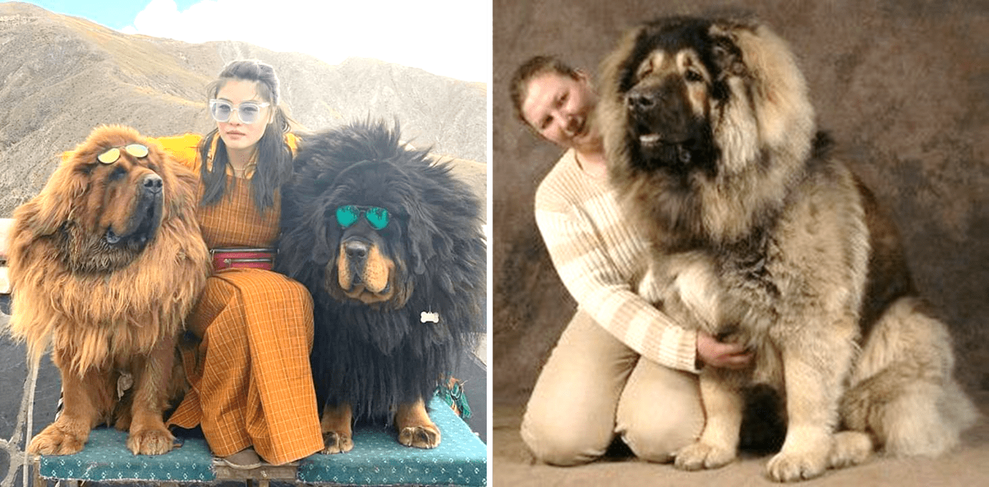 7 Dogs Like the Tibetan Mastiff PetHelpful