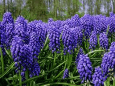 Shade Gardening in Rocky Soil - Dengarden