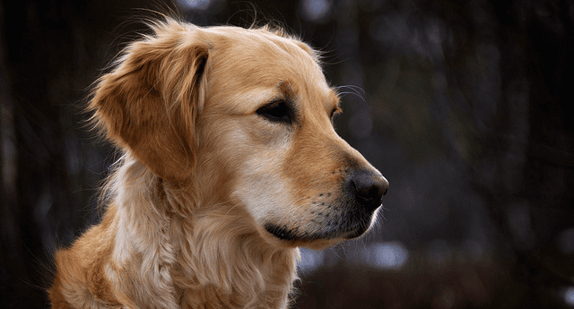 Top 25 Most Beautiful Dog Breeds (With Pictures) - PetHelpful