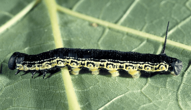 download black wooly caterpillar winter