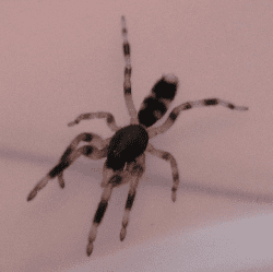white-tail-spider