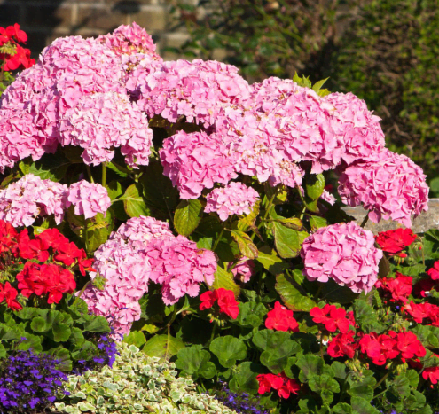 Hydrangeas can add great displays to borders. 
