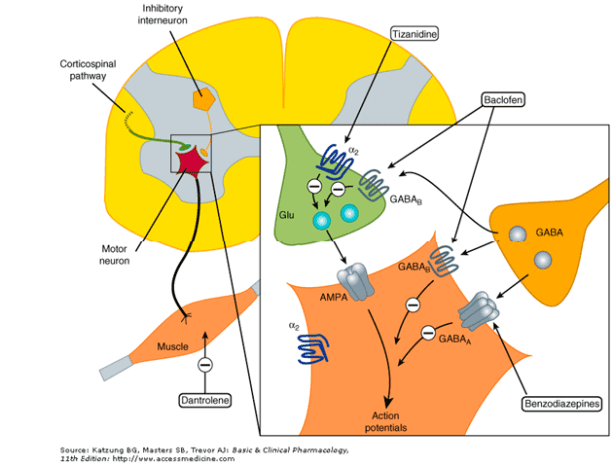 Sites of spasmolytic action - Dantrolene acts on the sarcoplasmic reticulum in skeletal muscle.