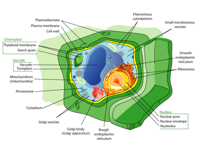 A typical Plant cell, complete with cellulose cell wall, large central vacuole and photosynthesising Chloroplasts
