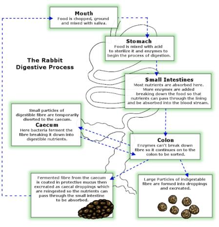 Rabbit digestive tract process