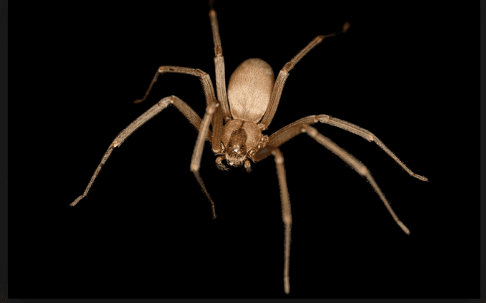 The brown recluse spider usually has a violin-shaped mark on its back; for this reason it's sometimes called the &quot;fiddleback spider.&quot;