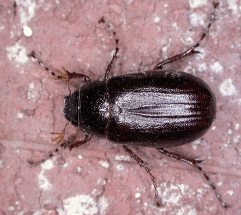Adult &quot;June Bug&quot; Beetle