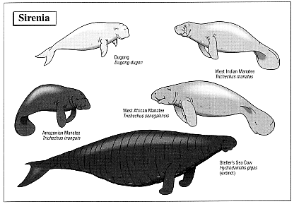 black and white diagram showcasing the dugongs and manatees - different sizes types and shapes
