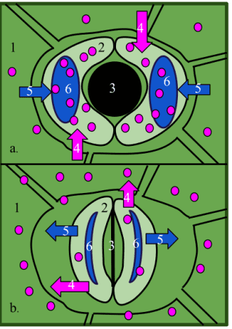 1-Epidermal cell 2-Guard cell 3-Stoma 5-Water 6-Vacuole; The opening and closing of leaf stomata is influenced by stress, temperature, humidity and sound.