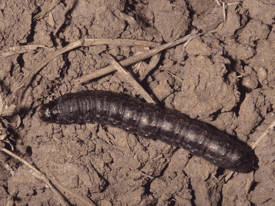 Black Cutworm Caterpillar (Agrotis ipsilon)