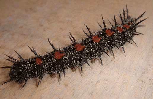 Mourning Cloak Caterpillar (Nymphalis antiopa)