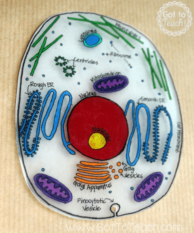 How To Create 3d Plant Cell And Animal Cell Models For Science Class Owlcation