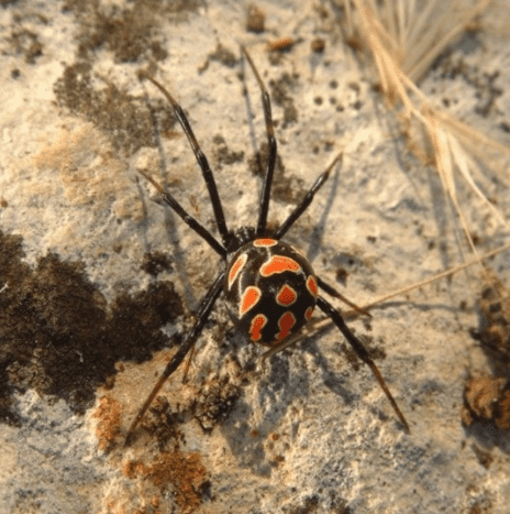 Not all widow spiders are black widows -- some have different markings! Many are quite beautiful
