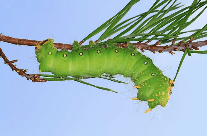 Green Form of the Imperial Moth Caterpillar