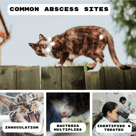 Common sites of cat abscesses and the sequence of events that leads to inoculation, bacteria proliferation, and treatment.